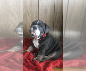 English Bulldog Puppy for sale in EAST HAVEN, CT, USA