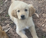 Small Photo #4 Golden Retriever Puppy For Sale in BLOOMBURG, TX, USA