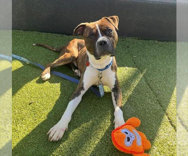 Medium Photo #1 Bullboxer Pit Puppy For Sale in Boston, MA, USA