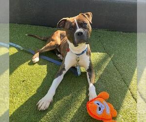 Bullboxer Pit Dogs for adoption in Boston, MA, USA