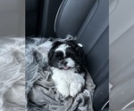 Puppy BW Male Shih Tzu