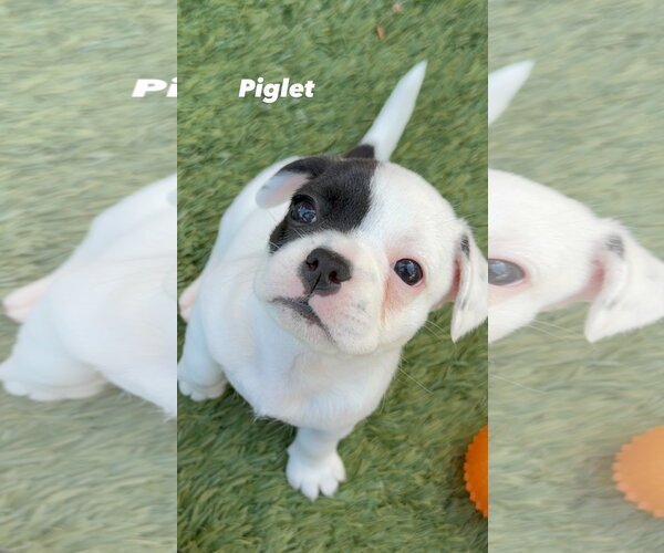 Medium Photo #1 French Bulldog Puppy For Sale in Menifee, CA, USA