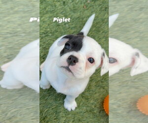French Bulldog Dogs for adoption in Menifee, CA, USA