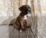 Puppy 2 Rottweiler-American Pit Bull Terrier