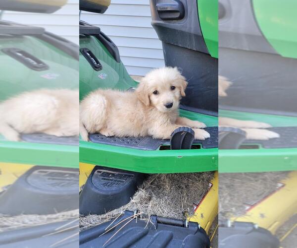 Medium Photo #5 Golden Retriever Puppy For Sale in BLACK FOREST, CO, USA