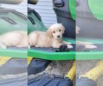 Dodger - Male Golden Retriever Puppy for Sale - Photo #5