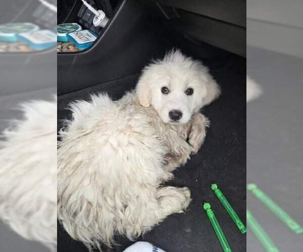 Medium Photo #5 Great Pyrenees Puppy For Sale in Spring, TX, USA