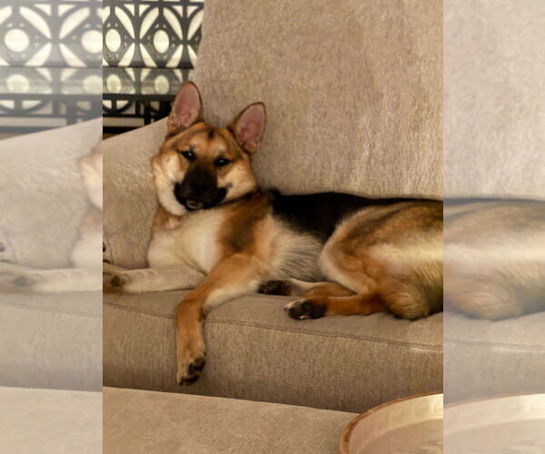Medium Photo #2 German Shepherd Dog-Unknown Mix Puppy For Sale in Woodland Hills, CA, USA
