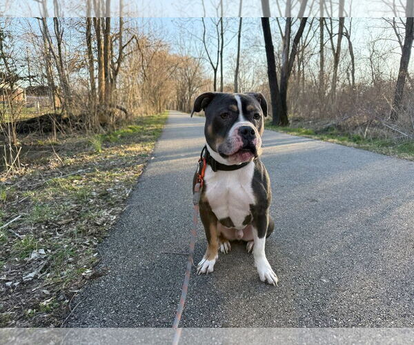 Medium Photo #3 American Pit Bull Terrier-Unknown Mix Puppy For Sale in Germantown, OH, USA