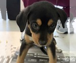 Small Colonial Cocker Spaniel Mix