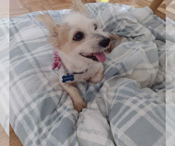 Medium Photo #2 Mutt Puppy For Sale in Huntington Beach, CA, USA