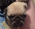 Small Photo #41 Pug Puppy For Sale in HILLSDALE, MI, USA