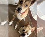 Small #4 Huskies  Mix