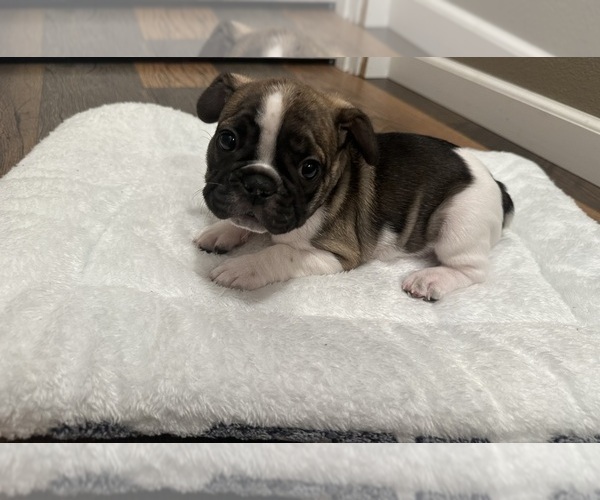 Medium Photo #12 French Bulldog Puppy For Sale in OLYMPIA, WA, USA