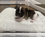 Small #11 French Bulldog