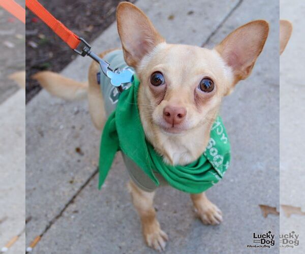 Medium Photo #1 Chihuahua-Unknown Mix Puppy For Sale in Washington, DC, USA