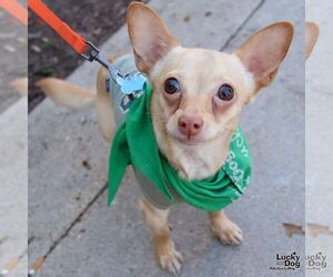 Medium Chihuahua Mix
