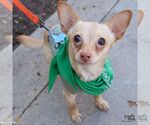 Small Chihuahua Mix
