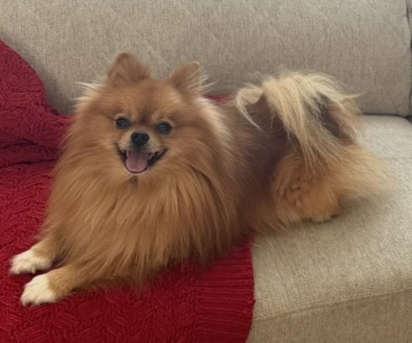 Medium Photo #1 Pomeranian Puppy For Sale in OAKWOOD, GA, USA