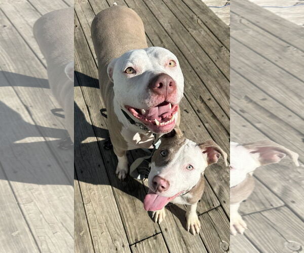 Medium Photo #2 Mutt Puppy For Sale in Germantown, OH, USA