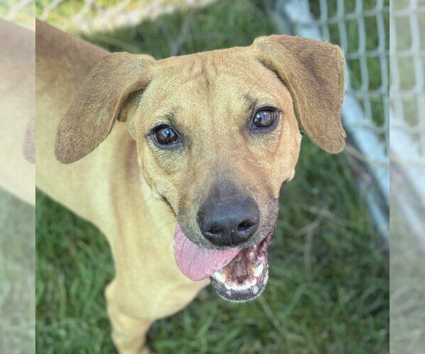 Medium Photo #1 Mutt Puppy For Sale in Jefferson, WI, USA