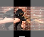 Small #1 Rottweiler
