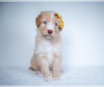 Small Photo #10 Bordoodle Puppy For Sale in CONWAY, MO, USA