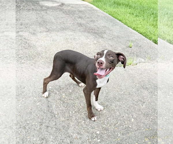 Medium Photo #3 American Pit Bull Terrier-Unknown Mix Puppy For Sale in Oakhurst, NJ, USA