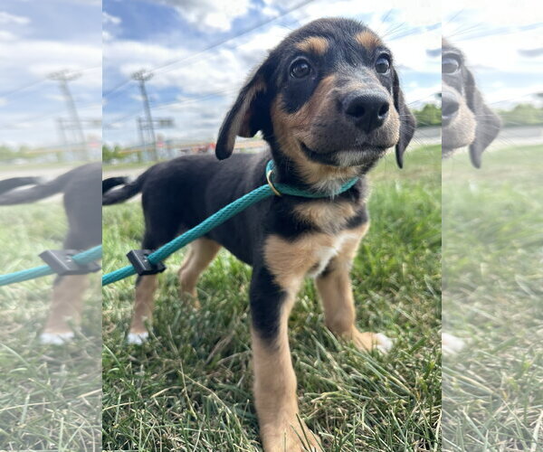 Medium Photo #2 Mutt Puppy For Sale in Germantown, OH, USA