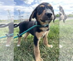 Small #1 Mutt