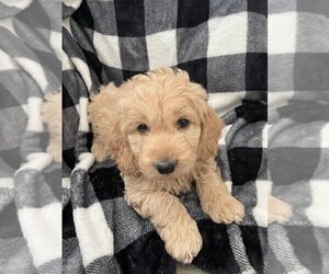 Goldendoodle (Miniature) Puppy for sale in LOUISVILLE, KY, USA