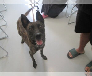 Holland Shepherd Dogs for adoption in Ocala, FL, USA