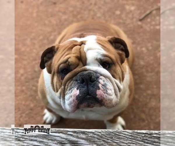Medium Photo #1 English Bulldog Puppy For Sale in DECATUR, GA, USA