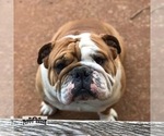 Small Photo #1 English Bulldog Puppy For Sale in DECATUR, GA, USA