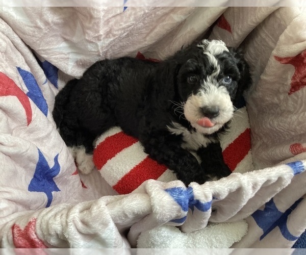 Medium Photo #3 Australian Labradoodle-Bernedoodle Mix Puppy For Sale in ATWATER, CA, USA