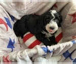 Small #2 Australian Labradoodle-Bernedoodle Mix