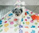 Hunter - Male Havapoo Puppy for Sale - Photo #3