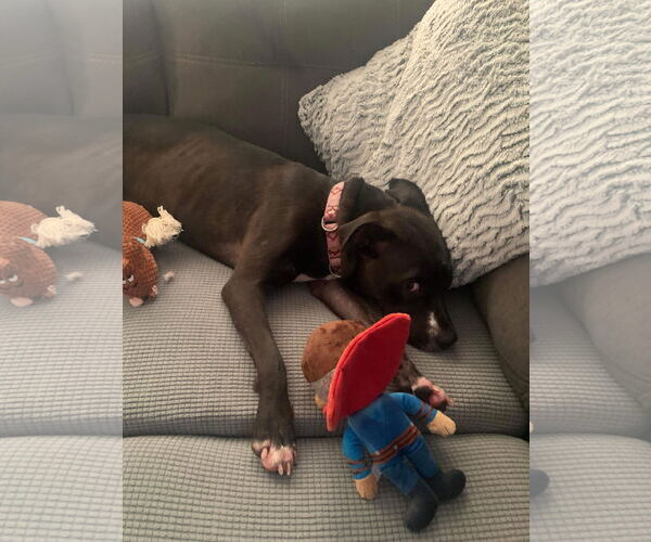 Medium Photo #35 American Pit Bull Terrier-Unknown Mix Puppy For Sale in Germantown, OH, USA
