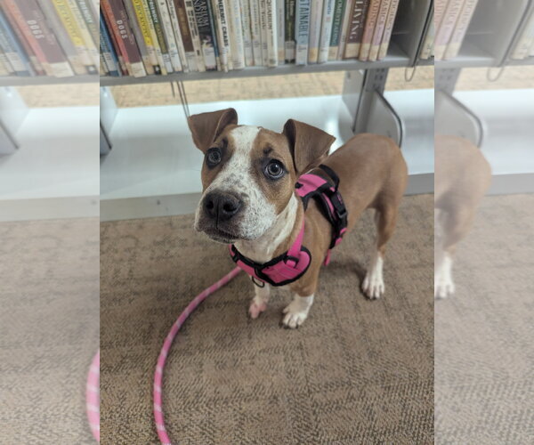 Medium Photo #3 Boxer-Unknown Mix Puppy For Sale in Calhoun, GA, USA