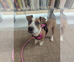 Small #2 Boxer Mix