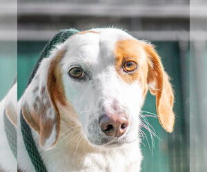 Mutt Dogs for adoption in Hilton Head, SC, USA