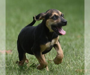 Lily - Female Australian Shepherd-Beagle Mix Dog for Adoption - Photo #9