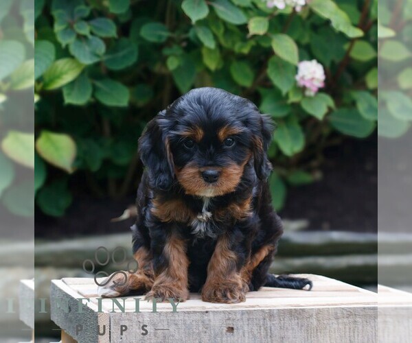 Medium Photo #1 Cavapoo Puppy For Sale in KINZERS, PA, USA