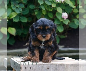 Cavapoo Puppy for sale in KINZERS, PA, USA