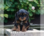 Small Cavapoo