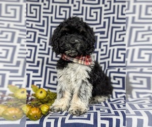 Cockapoo Puppy for sale in NOTTINGHAM, PA, USA
