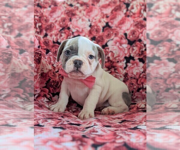 Medium Photo #2 French Bulldog Puppy For Sale in STEVENS, PA, USA