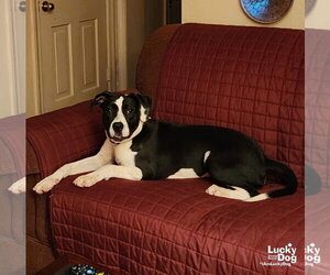 Dakota - Female Lab-Pointer Dog for Adoption - Photo #3