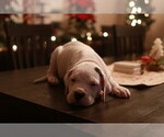 Small Photo #28 Dogo Argentino Puppy For Sale in MODESTO, CA, USA