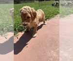 Puppy Twinkie Goldendoodle